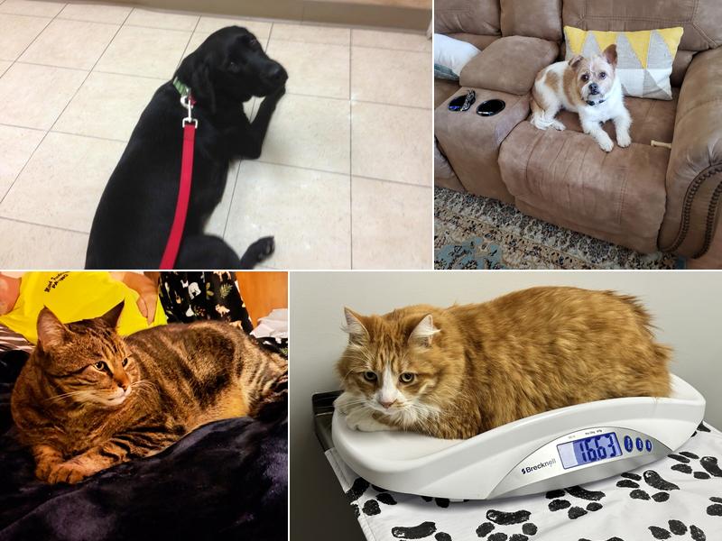 El Camino Veterinary Hospital