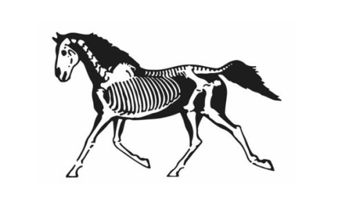 Estrella Equine Hospital 8390 Estrella Rd, San Miguel California 93451