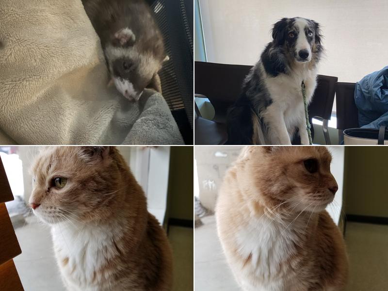 Columbia Gorge Veterinary Clinic