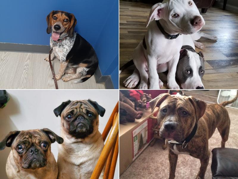 Falls Veterinary Care