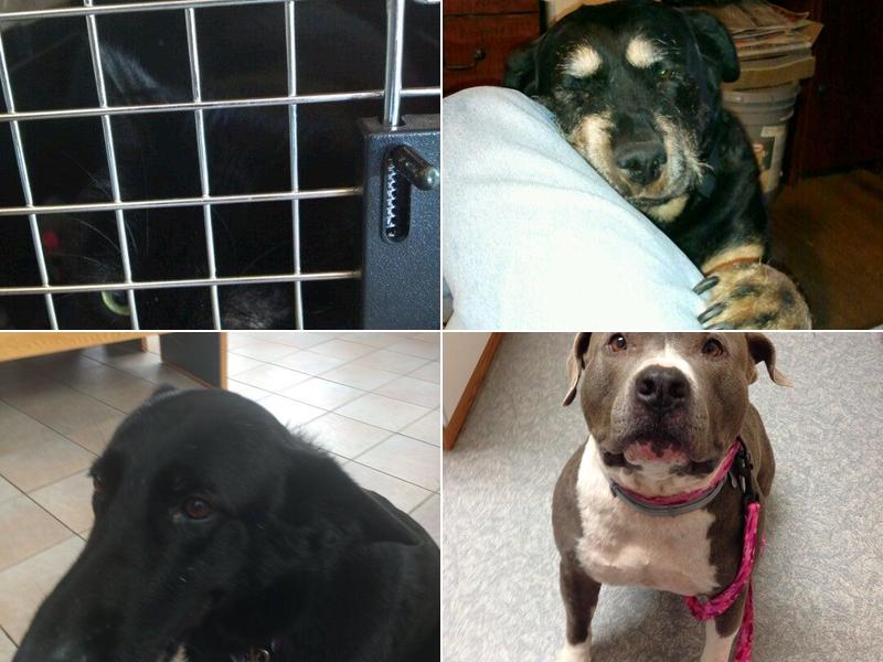 Sunny Brae Animal Clinic: Burden Susan DVM