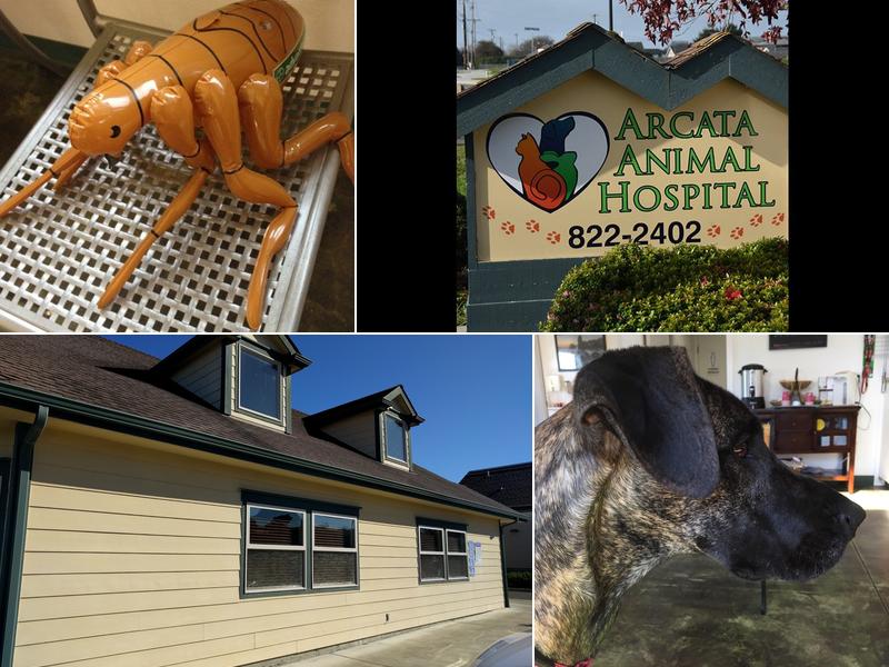 Arcata Animal Hospital