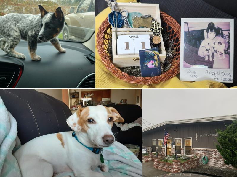 Humboldt Veterinary Group - Fortuna