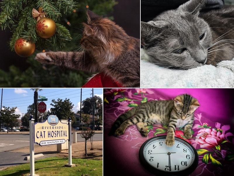 Riverside Cat Hospital