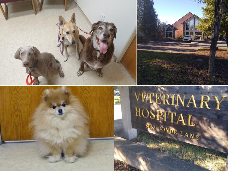 Conde Veterinary Hospital