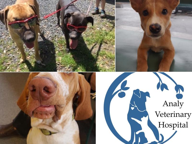 Dr. Patricia Alexander