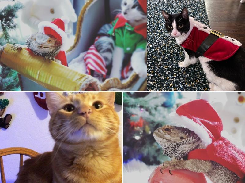 Animal Hospital of Sebastopol: Rockwood Charlotte DVM