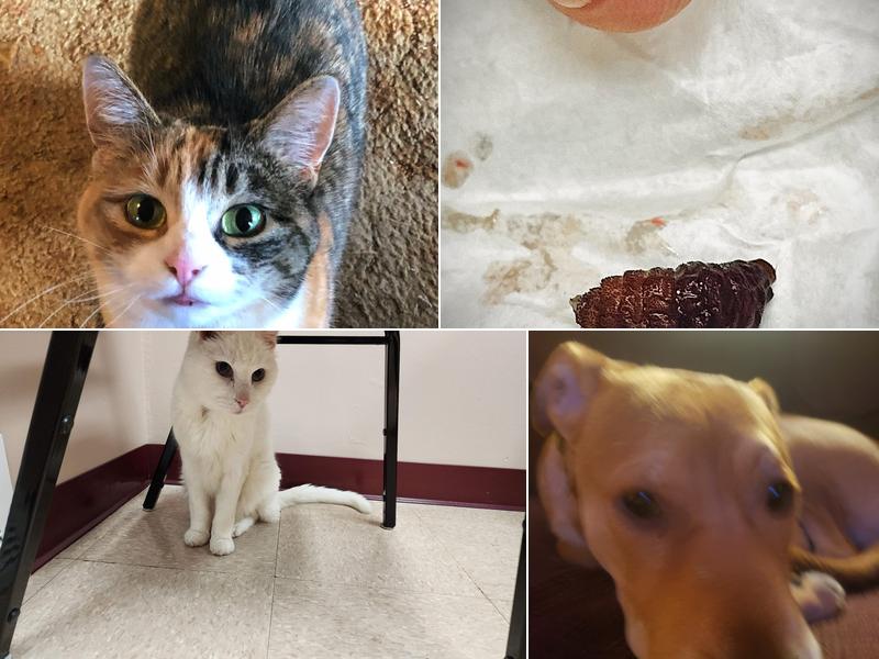 Little Falls Veterinary Clinic