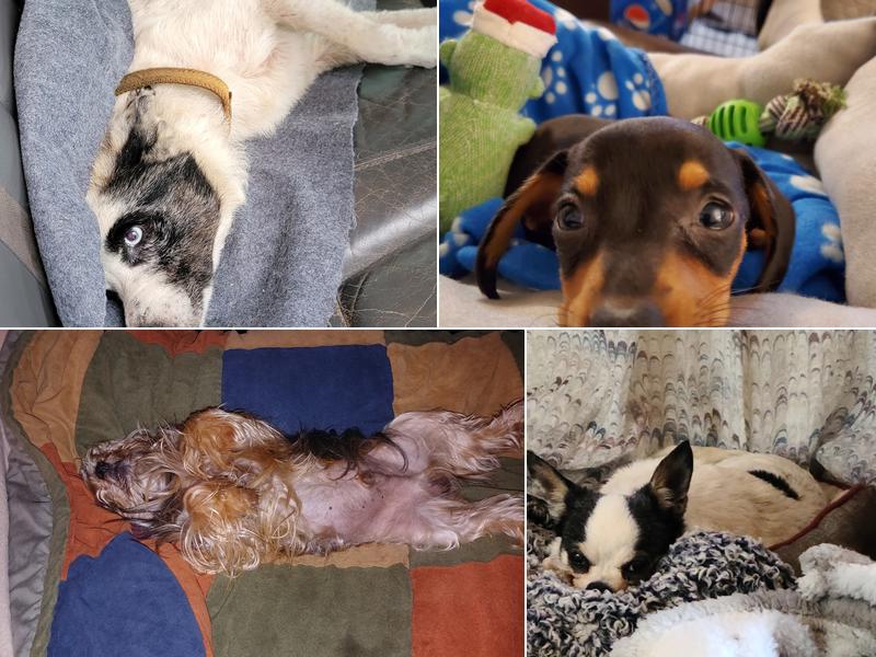 Aday Veterinary Hospital