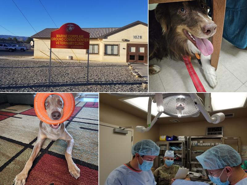 Twentynine Palms Base Veterinary Treatment Facility