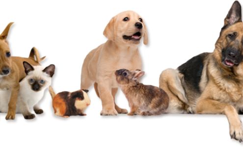 Dripping Springs Pet Hospital