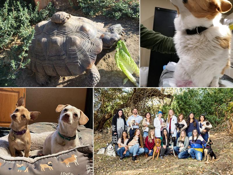 Karing for Kreatures Veterinary Hospital “K+K”