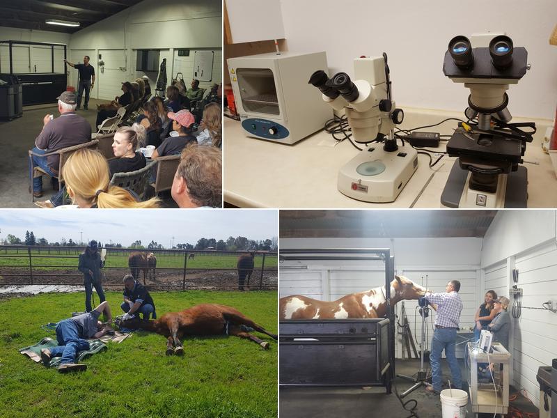 Tri Star Equine Veterinary Services