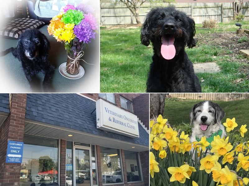 Veterinary Oncology & Referral