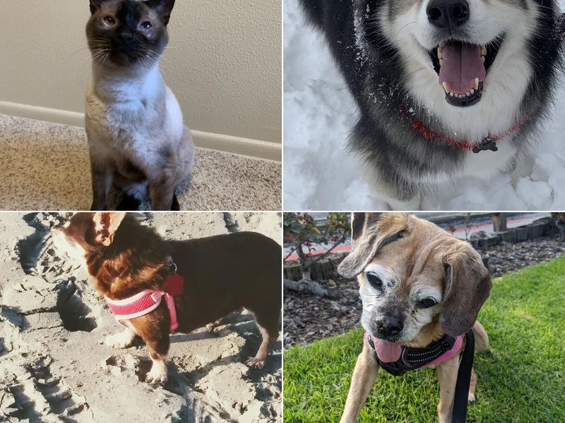 Veterinary Ophthalmology Services