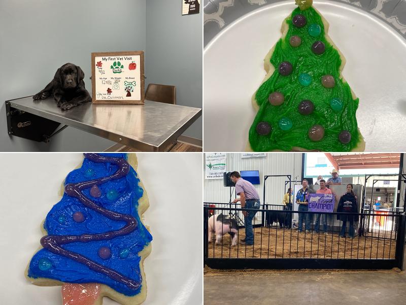 Amanda Animal Hospital: Tanhoff Evelyn DVM