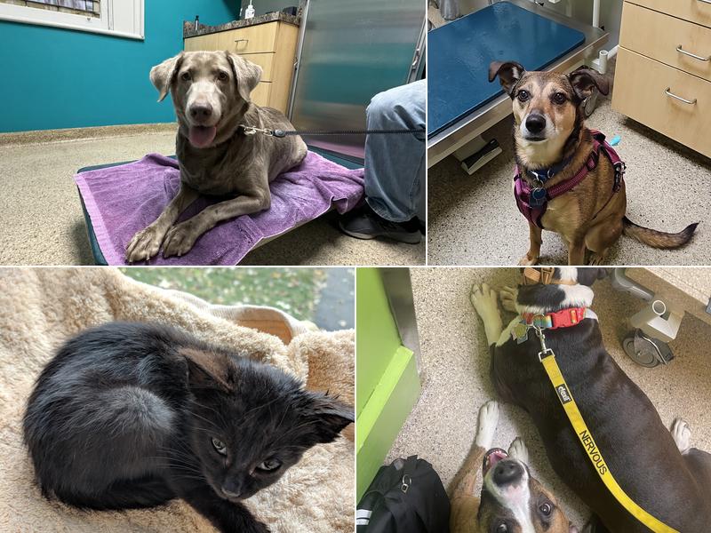 Concord Chapel Animal Hospital