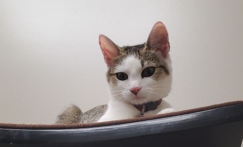 Precious Paws Animal Hospital