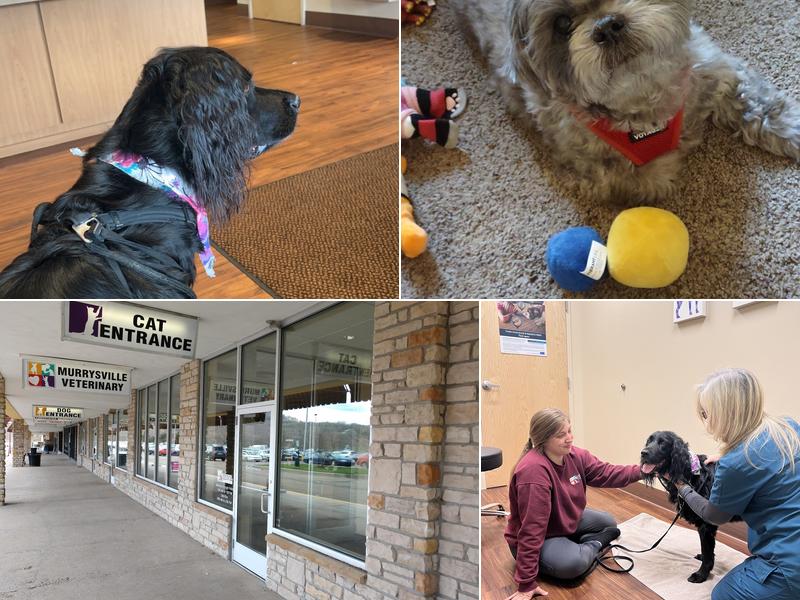 Murrysville Veterinary Associates