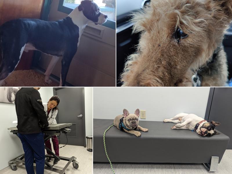 Ark Veterinary Hospital: Scrafford Kristen DVM