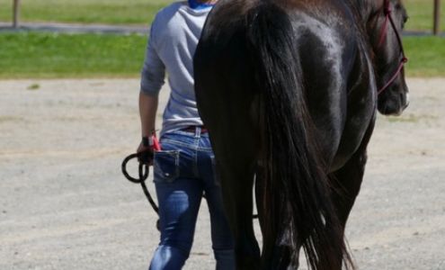 Auburn Equine / AMC Large Animal Auburn