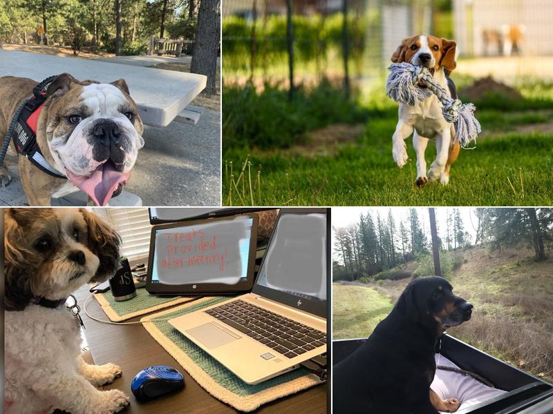 Shingle Springs Veterinary Clinic