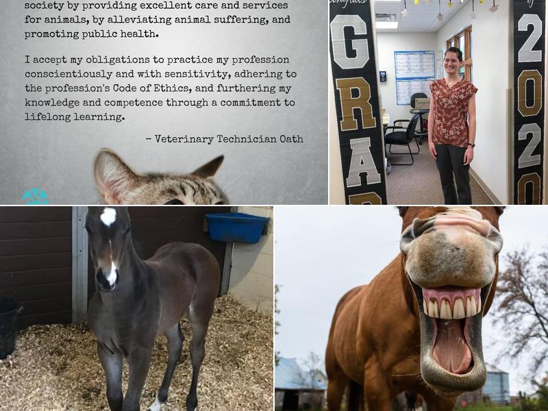 West Central Veterinary Services: Ahlemeyer Nathan L DVM