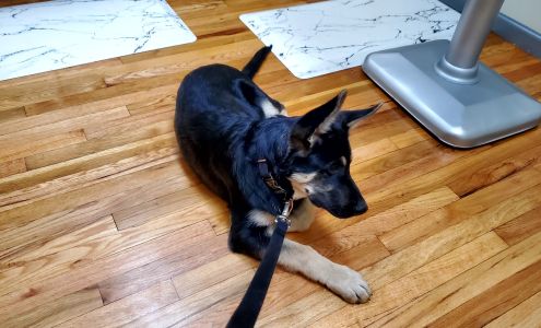 Tails West Animal Clinic 2204 13th St, Lexington Missouri 64067