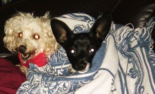 Animal Hospital 608 E Broadway St, Campbellsville Kentucky 42718