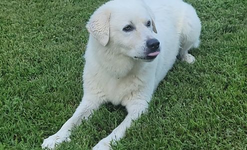 Green River Veterinary Services 3611 New Columbia Rd, Campbellsville Kentucky 42718