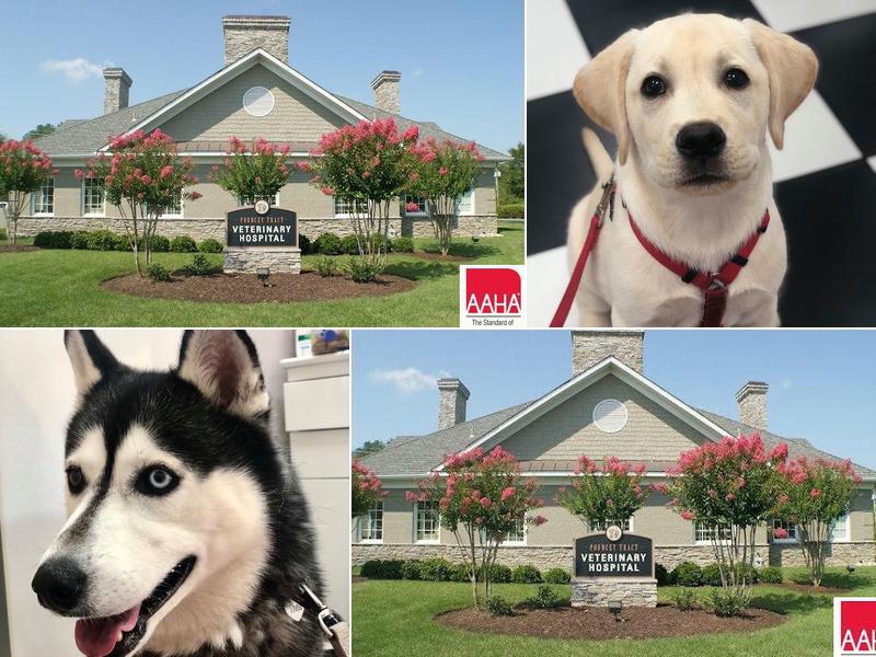 Pouncey Tract Veterinary Hospital