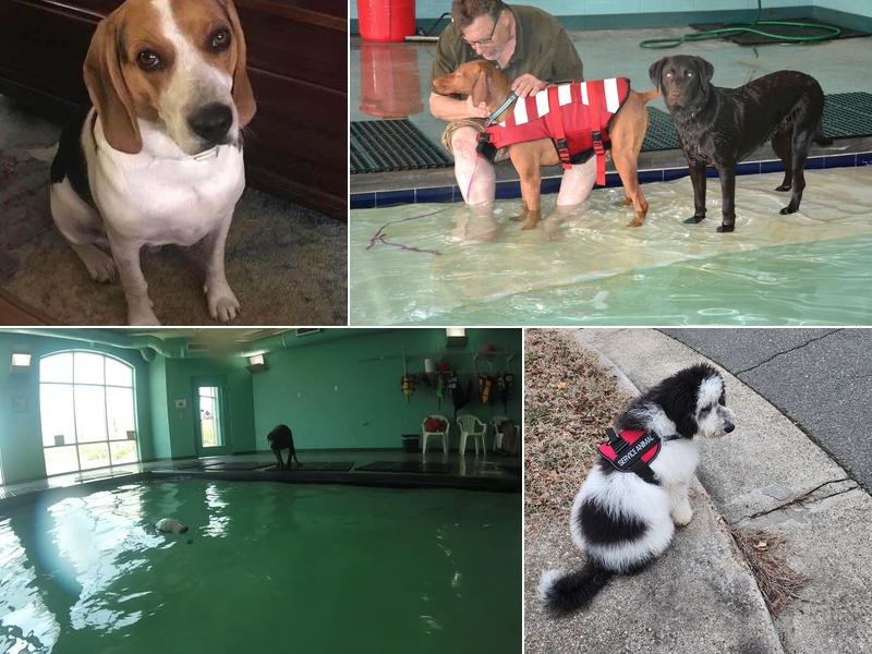 Chenault Veterinary Hospital