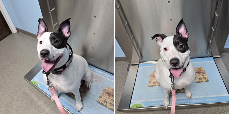 Beacon Valley Animal Hospital: Laubstein Brian DVM