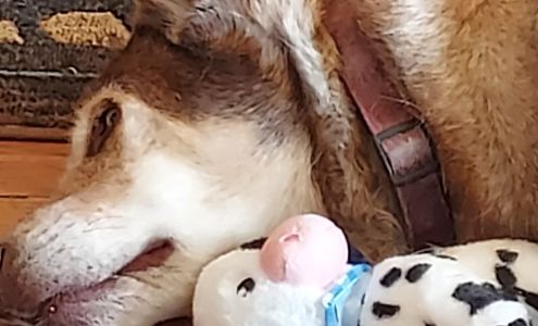 Kilmarnock Animal Hospital 200 Lee Rd, Kilmarnock Virginia 22482