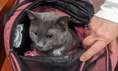 St Francis Animal Hospital