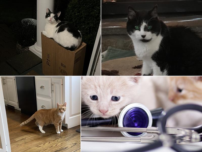 New Canaan Veterinary Hospital