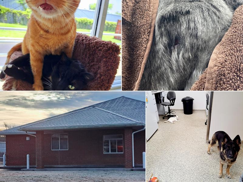 Hampstead Animal Hospital