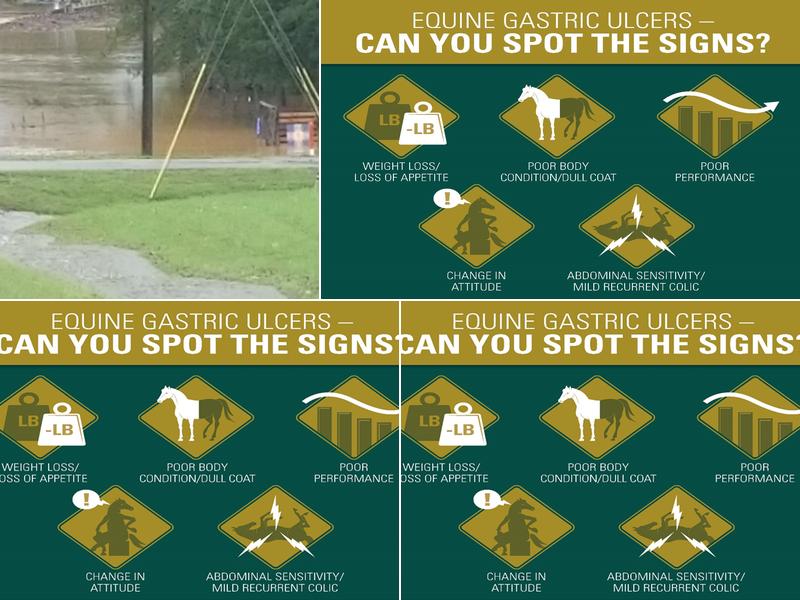 Twin Oaks Equine Clinic