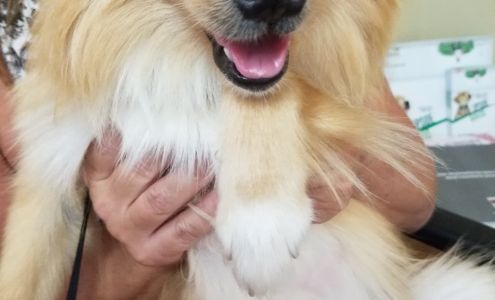 Surry Spay/Neuter Clinic Ararat