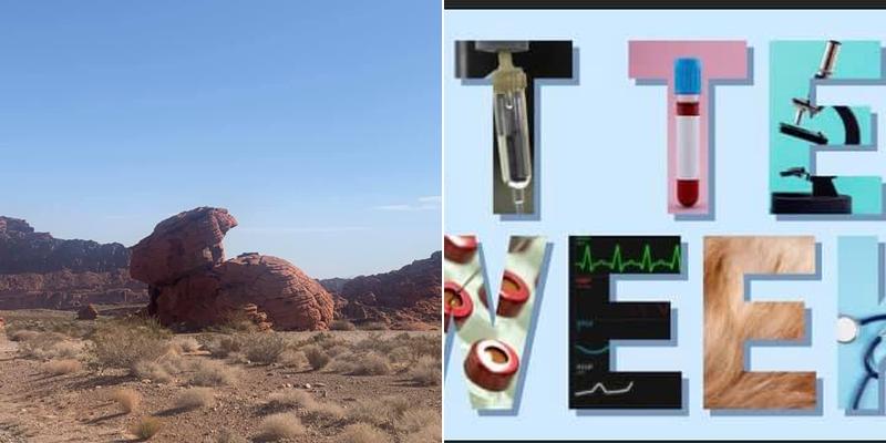 Broadway Veterinary Clinic: Mount Pleasant Kristi DVM