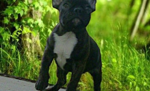 Arendell Animal Hospital: Hawkes, Richard DVM