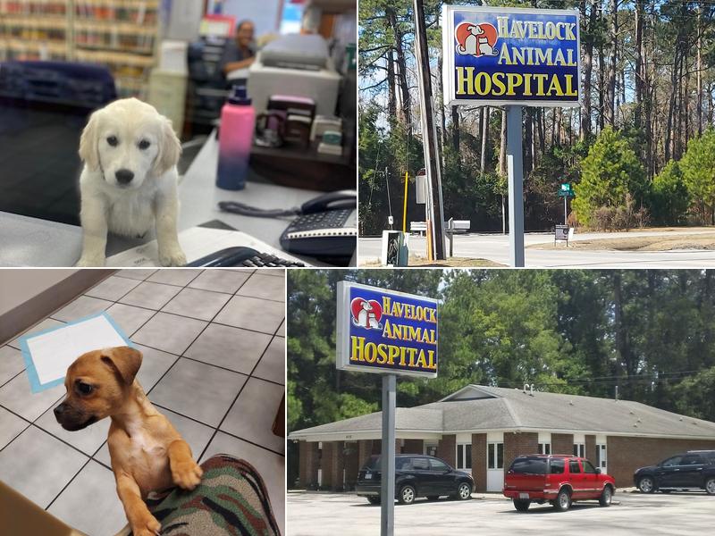 Havelock Animal Hospital