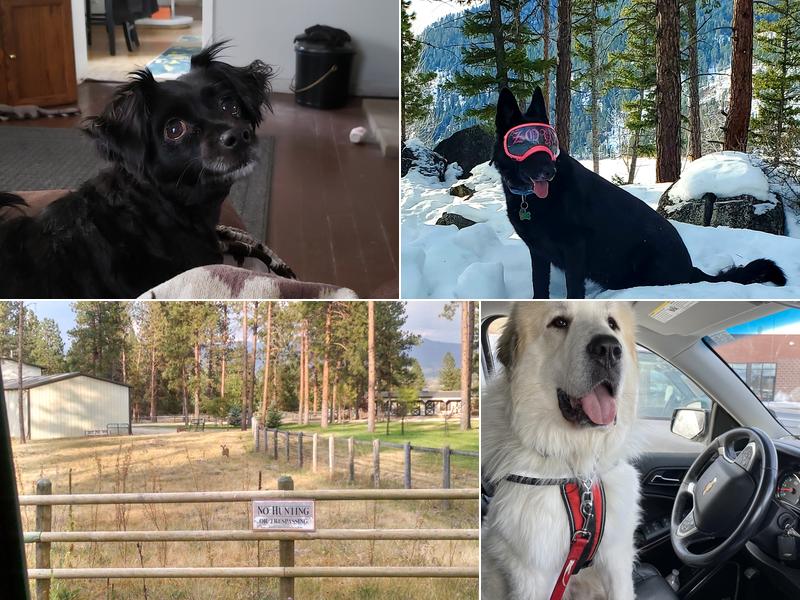 Willow Mountain Veterinary