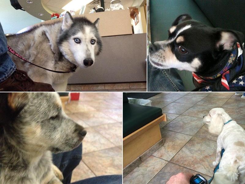 Huron Animal Hospital: Hanson Joseph DVM