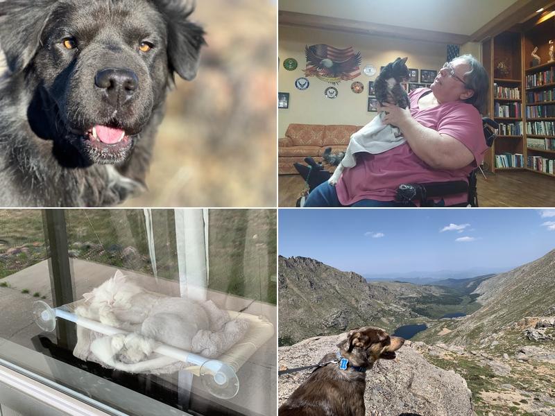 Mobile Small Animal Clinic