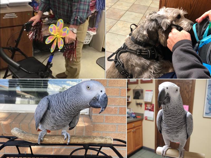 Homestead Animal Hospital