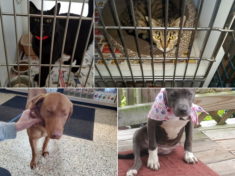 Williamston Veterinary Hospital