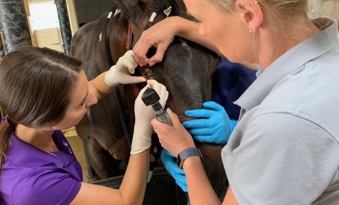 3H Equine Hospital and Mobile Veterinary Services New Hill