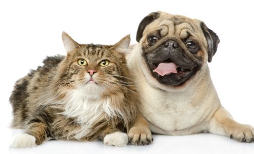 Veterinary Specialties Hospital at the Lake Sherrills Ford