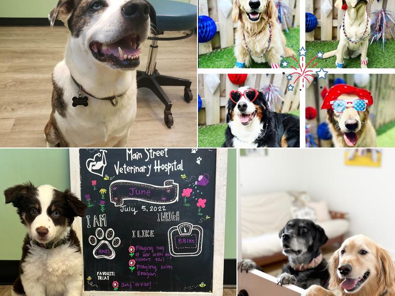 Main Street Veterinary Hospital